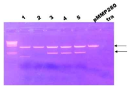 Restriction enzyme reactions of pMMP280::RP4.