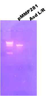 Restriction enzyme reactions and elutions of pMMP281 and asd L/R.