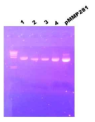 DNA preps of Top10 [pMMP28::asd L/R]. The recombinant DNA was transformed into E. coli Top10, grown and prepared with