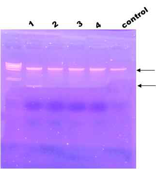 Restriction enzyme reactions of pMMP281::asd L/R.