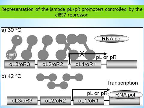 박테리오파지 λPR프로모터/cI리프레서 작동원리