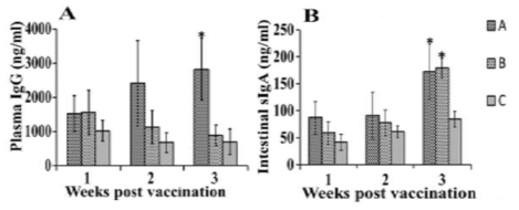 고스트 살모넬라균주를 이용한 백신 접종후 혈장 IgG 반응 및 분비형 IgA 반응