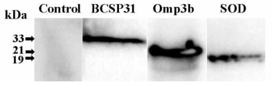 Identification of recombinant BCSP31, Omp3b and SOD antigens secreted from Salmonella Typhimurium using Western blot analysis.