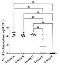 Bacterial proliferation in spleen of mice challenged with a wild-type B. abortus 544.