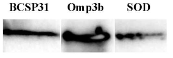 Identification of recombinant BCSP31, Omp3b and SOD proteins secreted from Salmonella Typhimurium using Western blot analysis. Lanes: BCSP31, recombinant BCSP31 antigen secreted by JOL1285; OMP3b, recombinant Omp3b antigen secreted by JOL1286; and SOD, recombinant SOD antigen secreted by JOL1288.