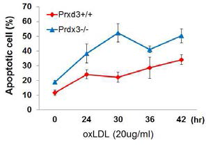 oxLDL 처리동안 세포사멸 비교