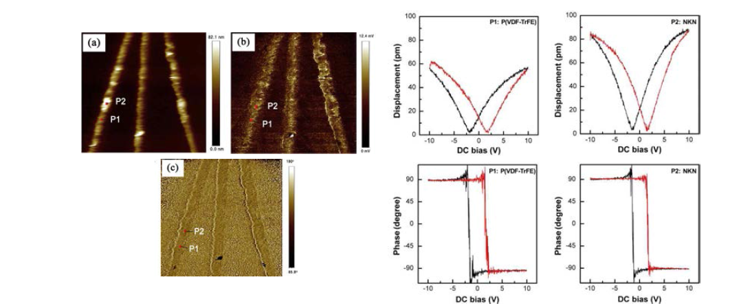 PFM을 이용한 10 vol%의 NKN 나노입자가 포함된 nanofiber의 압전 특성 평가.