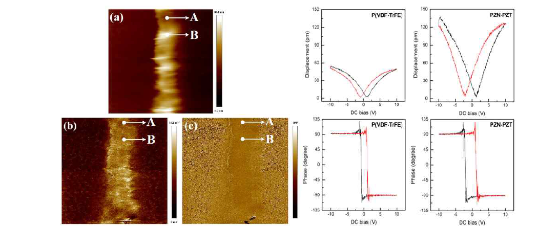 PFM을 이용한 10 vol%의 NKN 나노입자가 포함된 nanofiber의 압전 특성 평가.