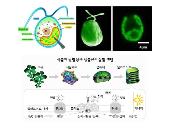 녹조류 (green algae) 세포의 엽록체 (chloroplasts) 내부로 나노 전극을 삽입한 후 광합성과정에서 흐르는 전자를 뽑아내는 시스템의 예와 기본원리.