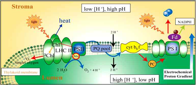 광합성이 일어나는 엽록체내의 Thylakoid membrane에 존재하는 광합성 전자 전달 체인의 복합체들.