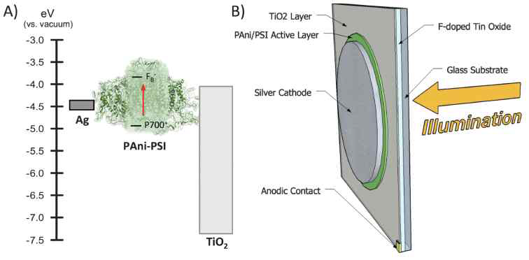 광계I-폴리아닐린 고체전극을 이용한 광합성 전류 추출 모식도.
