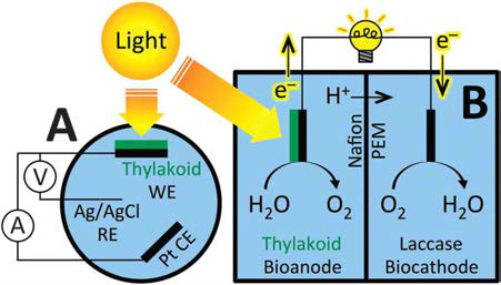 틸라코이드를 oligoelectrolyte을 통해 탄소전극에 부착시킨 광합성 전류 추출 시스템 모식도.