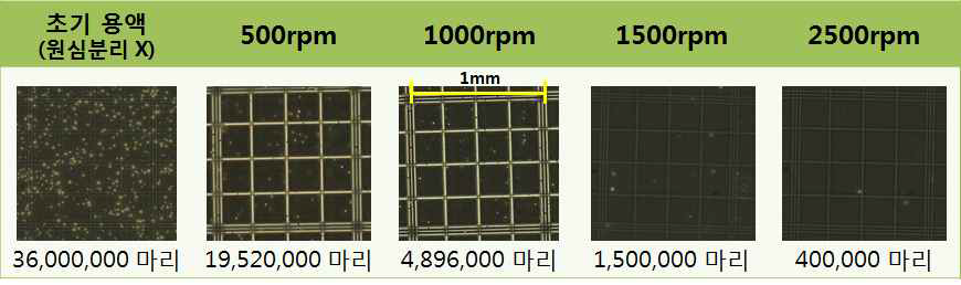 Hemocytometer로 측정한 1 mm2 내에 분포하는 세포 image와 분포하는 세포 수.