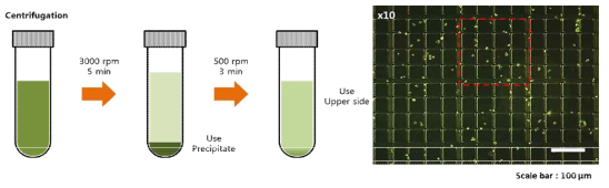 세포 용액 내 불순물 제거를 위한 원심분리 과정 및 hemocytometer로 측정한 세포 image.