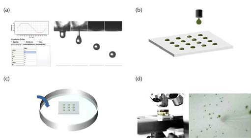 세포 잉크 젯팅 일련의 과정. (a) 젯팅조건 설정, (b) 어레이 젯팅, (c) TAP solution 투여, (d) 이미징 시도.