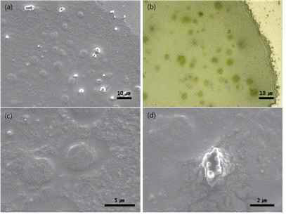 젯팅된 액적의 SEM 및 confocal 이미지.