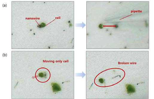 마이크로피펫을 이용한 세포 조작. (a) 세포 삽입이 되지 않음, (b) 세포 삽입이 됨.