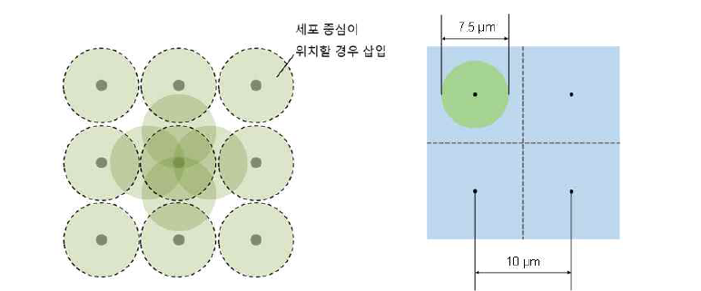 세포가 삽입될 수 있는 최대 면적과 그에 따른 이론적 고착화 확률.