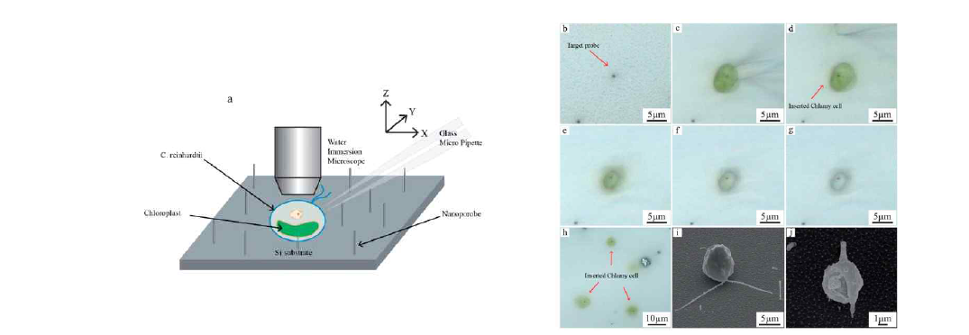 (a) HNSL 실리콘 나노탐침에 조류세포 삽입 모식도, (b-h) 실리콘 나노탐침과 삽입된 식물 조류세포의 광학 이미지, (i, j) 삽입된 식물 조류세포의 SEM 이미지.