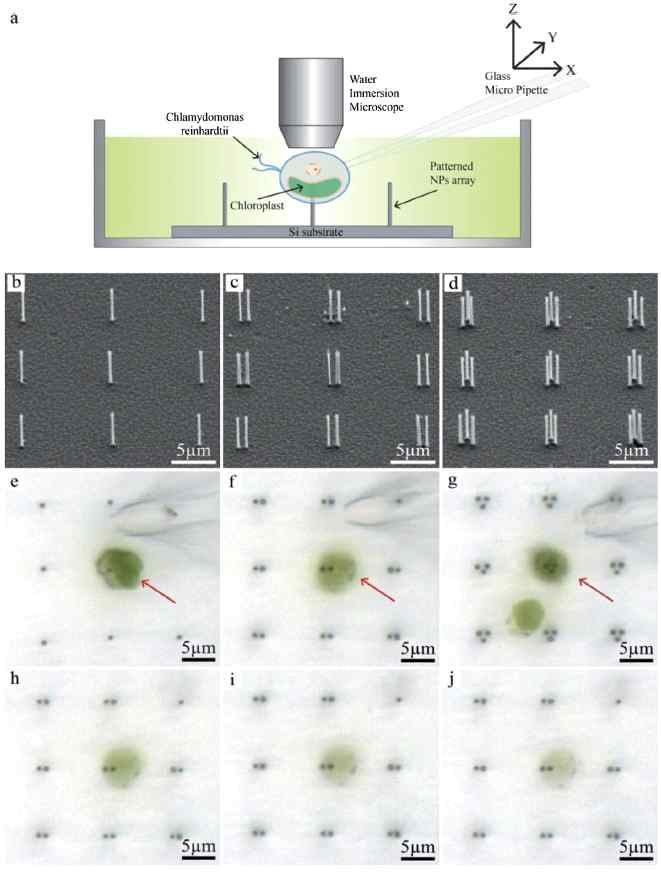 (a) 유리 피펫을 이용해 나노탐침에 세포를 삽입하는 모식도, (b-d) 한 Cavity에 채워진 나노입자 수에 따른 여러 형태의 나노 탐침 어레이 SEM 이미지, (e-g) 1 개, 2 개, 3 개의 나노탐침에 동시에 삽입된 식물 조류세포의 광학 이미지, (h-j) 세포 삽입 후 일정 시간이 경과한 후의 이미지, (h) 2 시간, (i) 3 시간, (j) 4 시간.