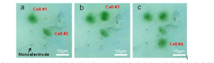 3x3 나노전극 어레이에 식물세포를 4개까지 삽입하는 과정 광학 이미지.