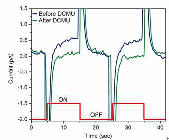 광합성 전자전달 억제제 (DCMU)를 첨가하기 전과 후의 광합성 전류 측정 결과.