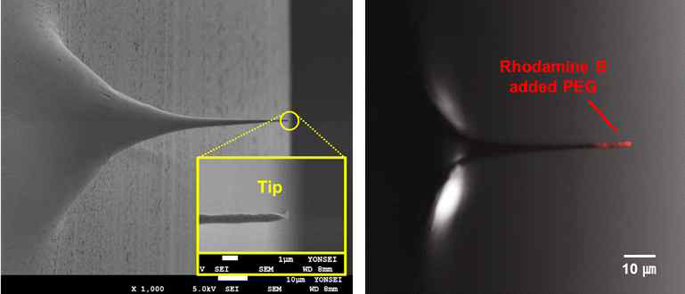 전도층이 증착된 고분자 구조체의 전자 현미경 이미지와 PEG이 선택적으로 코팅된 프로브의 Confocal 이미지. PEG 코팅 여부를 확인하기 위해 PEG을 형광 물질인 rhodamine B를 혼합하여 사용함.
