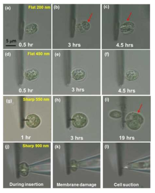 전극 크기에 따른 세포삽입 후 시간에 따른 세포상태의 광학 이미지.