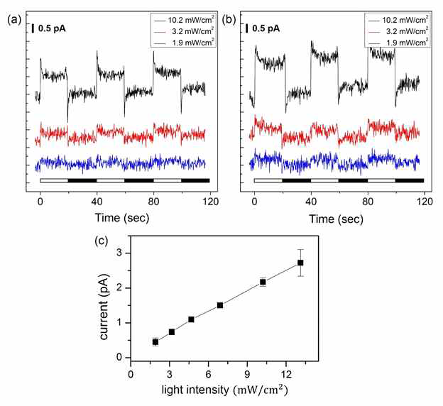 나노전극에 삽입된 세포에 연속으로 빛을 조사 후 광량에 따른 광합성 전류크기 측정 결과와 광량에 따른 광합성 전류크기 측정결과. (a) 1시간 연속 조사 후, (b) 60시간 연속조사 후, (c) 광량에 따른 광합성 전류 크기.