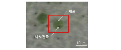 나노전극 어레이에 세포필름을 통해 삽입된 세포의 광학 이미지.