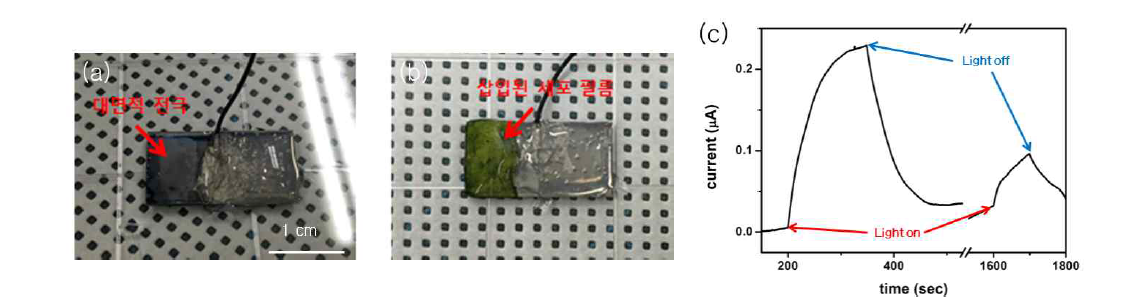 (a) 금속보조 화학식각공정으로 제작된 대면적 전극의 광학이미지와 (b) 대면적전극에 삽입된 세포필름의 광학 이미지. (c) 대면적 전극에 삽입된 세포필름으로부터 측정된 광합성 전류 그래프.