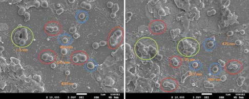 식물 세포 추출물 (틸라코이드) 전자현미경 이미지.