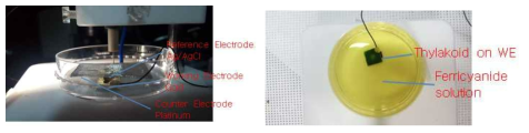 마이크로 구조 전극을 이용한 광합성 전류 추출 실험.