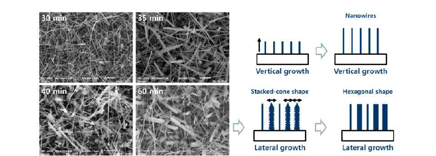 성장 시간에 따른 GaN nanowire의 SEM 이미지와 growth behavior.