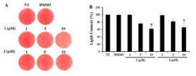 Effect of illudins C2 (1) and C3 (2) on the lipid content of mature 3T3-L1 adipocytes.