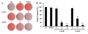 Inhibitory effects of illudins C2 (1) and C3 (2) on adipocyte differentiation in 3T3-L1 preadipocytes.