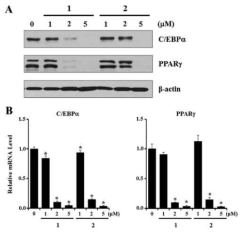 Effects of illudins C2 (1) and C3 (2) on C/EBPα and PPARγ in 3T3-L1 preadipocytes.