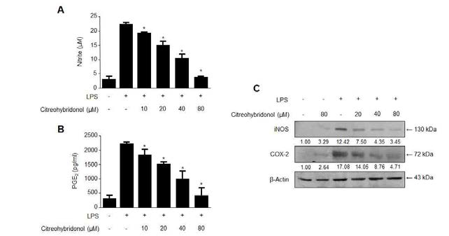Effects of citreohybridonol on (A) NO, (B) PGE2 production, (C) protein expression of iNOS and COX-2 in BV2 cells stimulated with LPS.