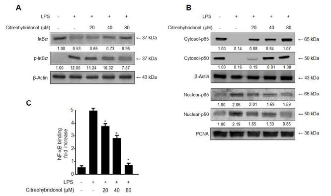 Effects of citreohybridonol on (A) IκBα phosphorylation and degradation, (B) NF-κB activation (p65 and p50), and (C) NF-κB binding activity in BV2 cells.