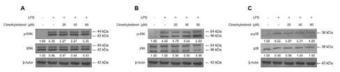 Effects of citreohybridonol on (A) ERK, (B) JNK, and (C) p38 MAPK phosphorylation and protein expression.