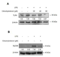 Effects of citreohybridonol on LPS-induced TLR4 and MyD88 expression in BV2 cells.