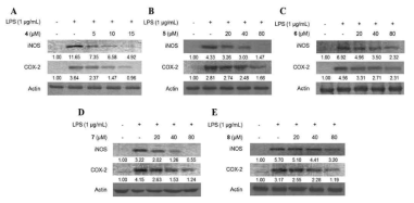Effects of SU2010-312 (4), SU2010-4623 (5), SU2010-442 (6), SU2010-4612 (7), and SU2010-456 (8) on expression of iNOS and COX-2 protein in BV2 cells stimulated with LPS.
