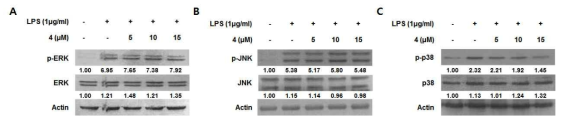 Effects of SU2010-312 (4) on phosphorylation of ERK, JNK and p38 MAPK in BV2 cells.