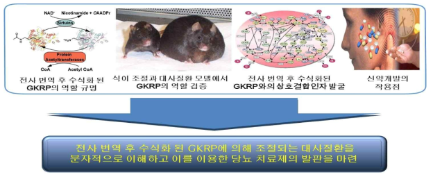 전사 번역 후 수식화된 GKRP의 역할 규명 과정 및 목표