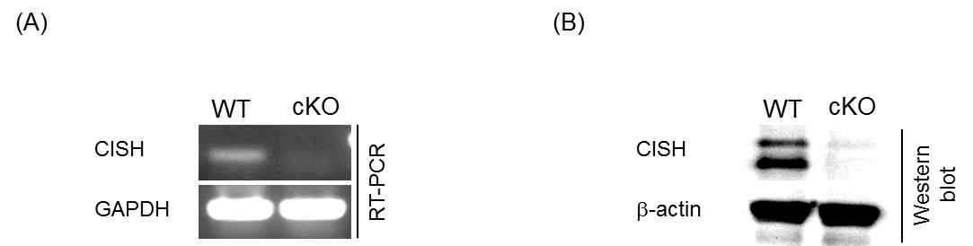 The expression level of CISH on DC-restiriced CISH deficiency mice.