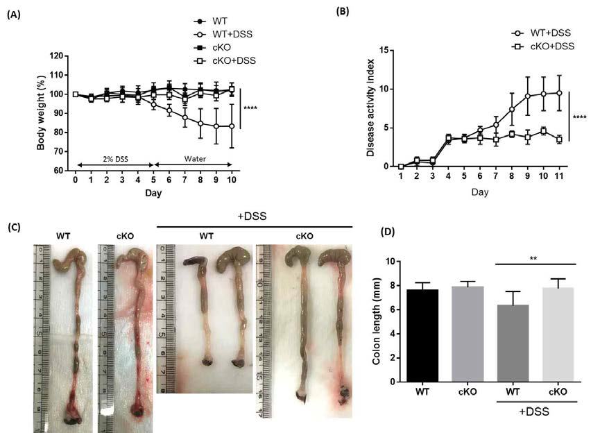 Dendritic cell-specific knockout of cytokine inducible SH2 (CISH) ameliorates dextran sodium sulfate (DSS)-induced colitis.
