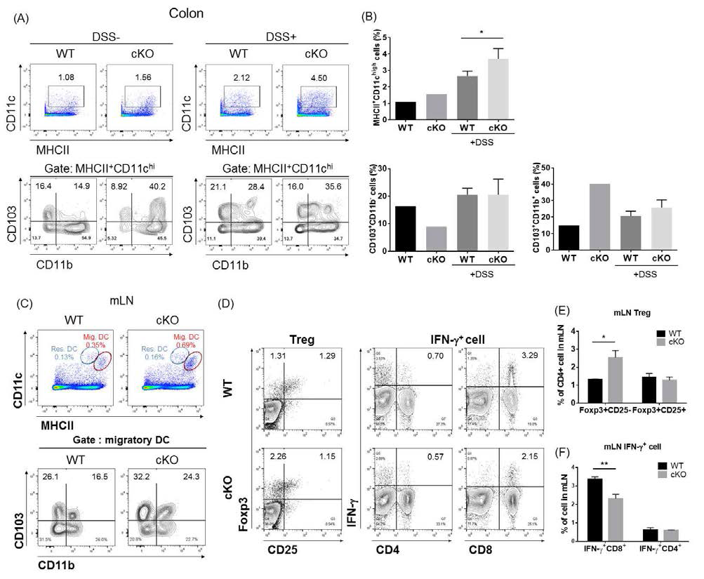 The resistance of CISHf/f-CD11c-cre mice to DSS-mediated colitis might be attributed to the changes of DC sub populations, accompanied by reduction of IFN-γ+ T cells.