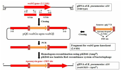 Inactivation of wabG gene using homologous recombination method