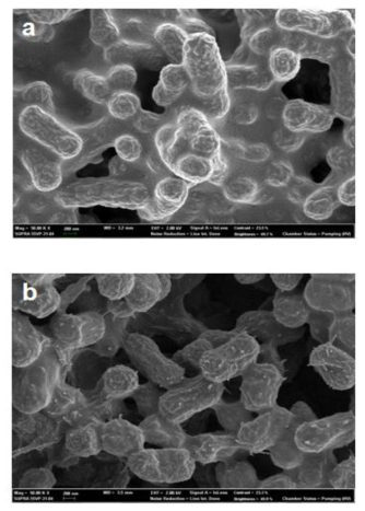 The surface morphologies of wild-type(a) and wabG mutant(b) of K. pneumoniae AJ4
