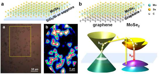 MoSe2의 원자구조 모식도 및 MoSe2-GR 계면에서의 전하 이동 메커니즘
